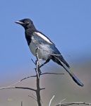 Black billed Magpie 4166